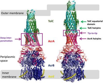 Mutations in the TolC Periplasmic Domain Affect Substrate Specificity of the AcrAB-TolC Pump